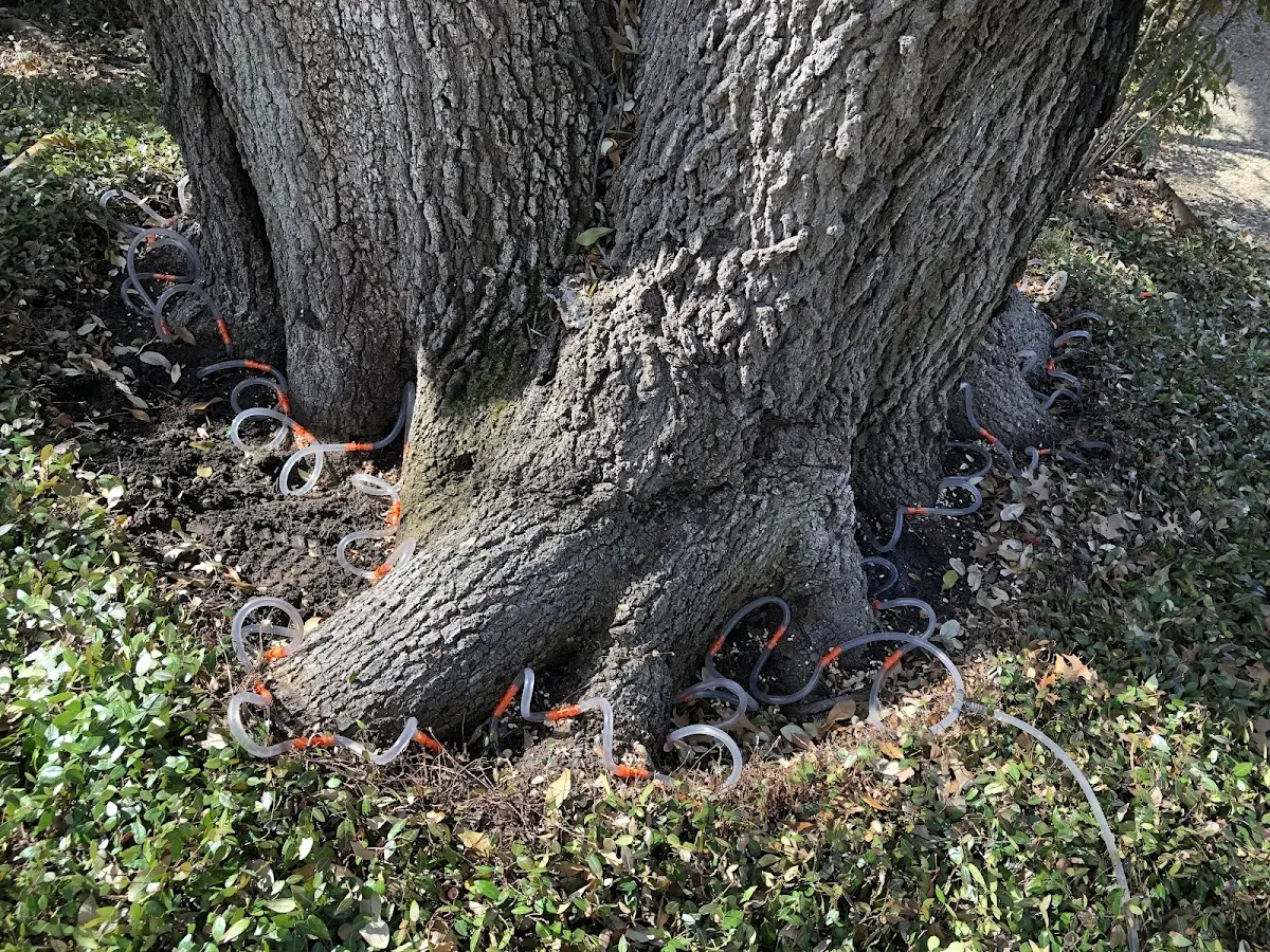 Detailed Tree Cabling and Bracing job site in Meriden