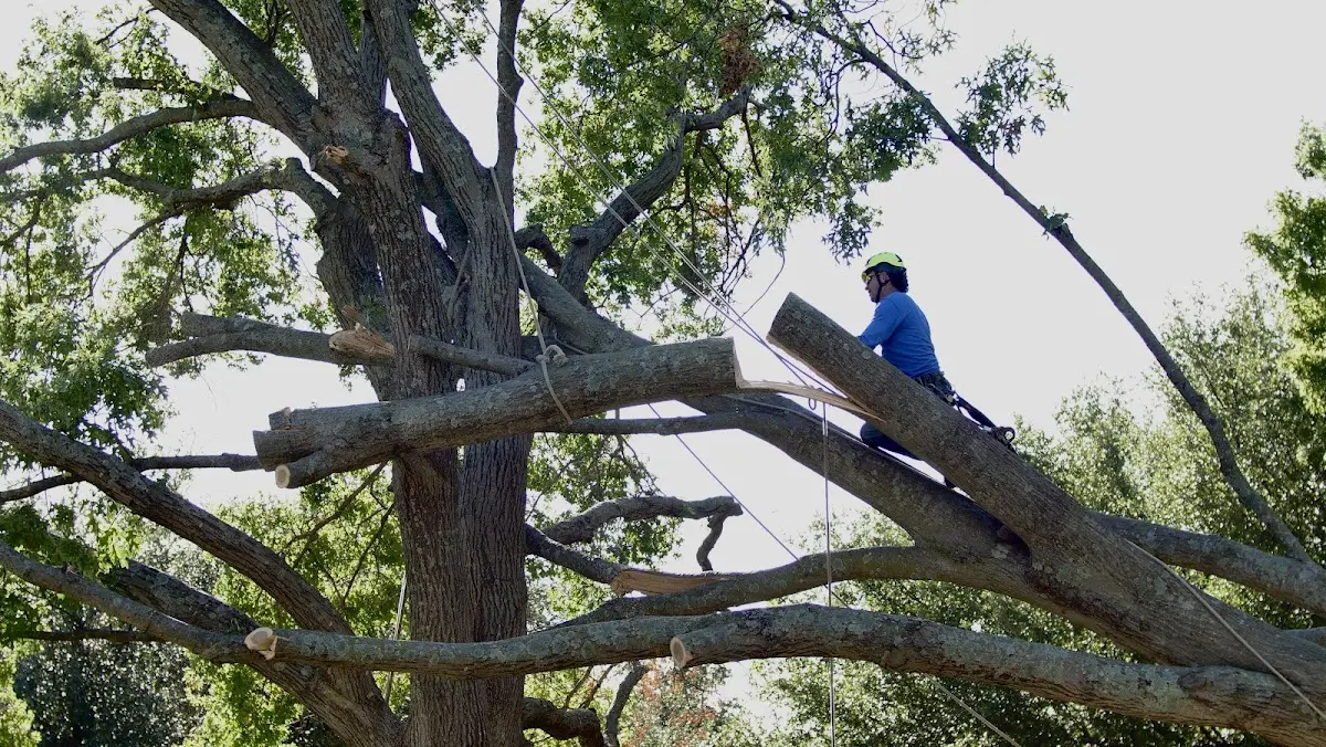 Professional Hazardous Tree Removal performed by certified arborists in Meriden