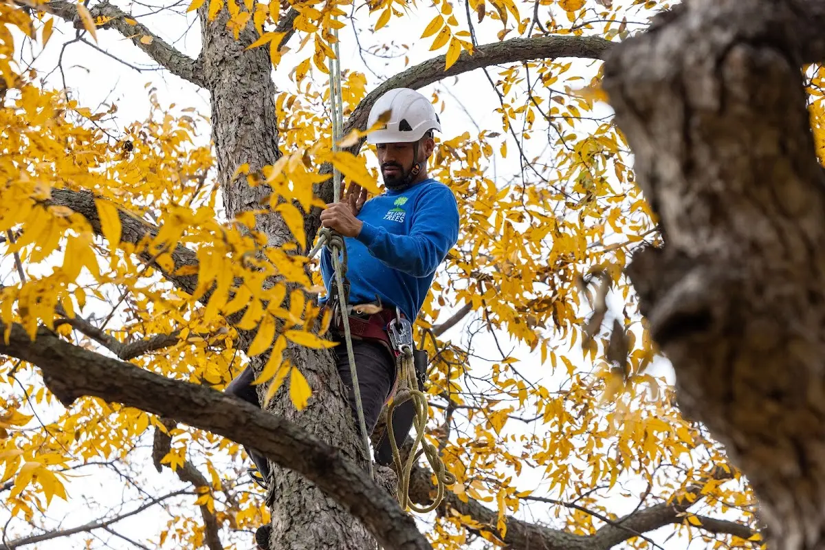 Skilled Tree Pruning crew working in Meriden